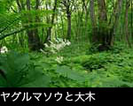 カツラ 大木の森に咲くヤグルマソウ 無料写真素材