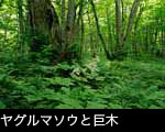カツラ大木の森とヤグルマソウの花 フリー写真素材