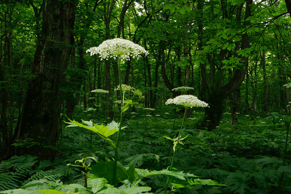 夏の森林イメージ 大型の山野草「オオハナウド」林内 無料写真素材 画像5