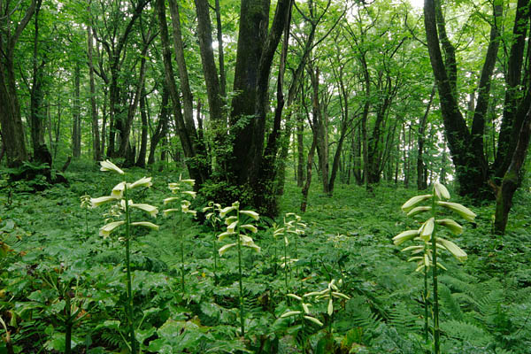 巨木の森に咲くオウバユリの花 フリー写真素材　画像5