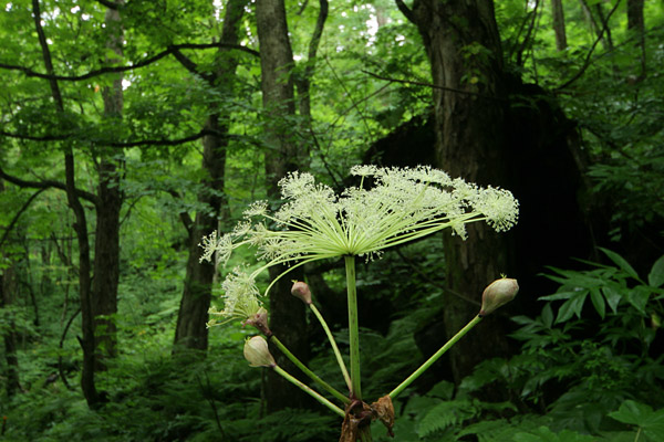 森林に咲くエゾニュウの花 フリー写真素材　 画像6