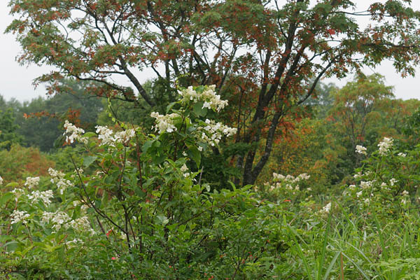 ノリウツギ 7月8月9月 高原で木に咲く白い花 フリー写真素材　画像2