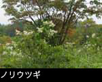 ノリウツギ 7月8月9月 高原で木に咲く白い花 無料写真素材