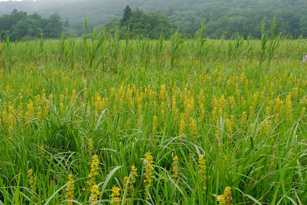 キンコウカ 花 7 8月 黄金色花総状に咲く 夏 湿原 画像 無料写真素材フリー