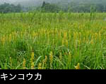 キンコウカ 夏の湿原で咲く黄色い花 無料写真素材