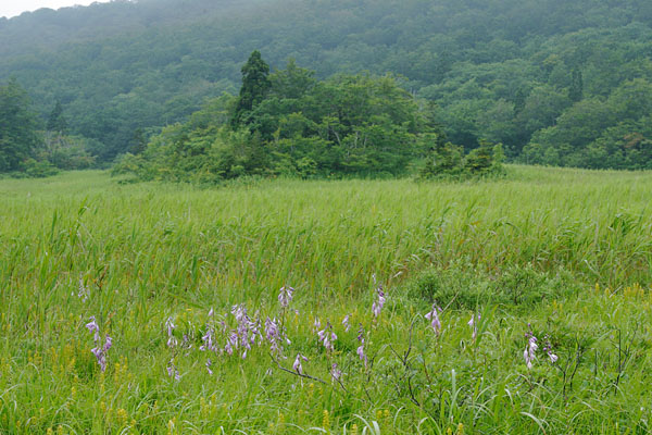 草原に咲くタチギボウシの花 夏の山野草 壁紙 フリー写真素材　画像2