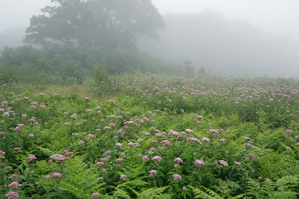 ヨツバヒヨドリ 山地 深山に群生 秋の山野草 無料写真素材　画像1