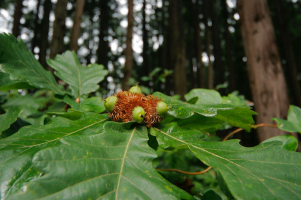 カシワの果実 山地 森林 木の実 ドングリ画像 無料写真素材 フリー