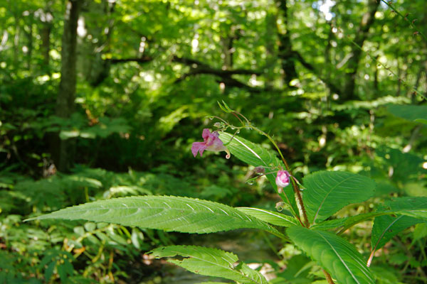 ツリフネソウ　ブナ森林 水辺 赤い花　フリー写真素材　画像4