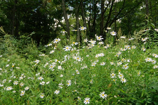ユウガギク 夏の森に咲く白い菊の花 山野草 無料写真素材 画像1