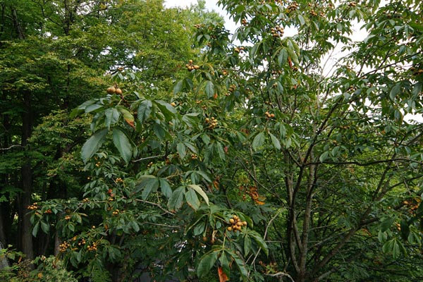 トチの木 果実期 画像3 落葉高木樹の実 フリー写真素材 