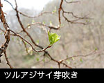 無料写真素材 春 早春 植物 芽吹きの森 ツルアジサイ芽吹き