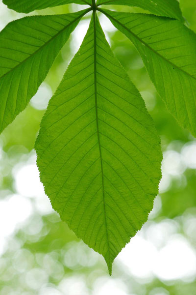 トチノキの若葉 クローズアップ 大きな葉 画像2 無料写真素材 フリー