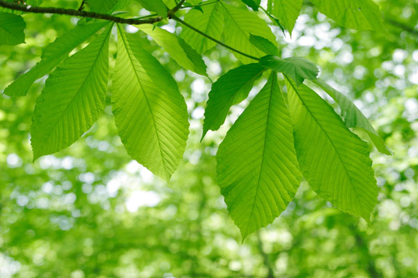 トチノキの若葉　大きな葉 新緑　画像3　フリー写真素材 無料
