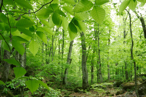 ブナの若葉と新緑の森林　無料写真素材　画像1
