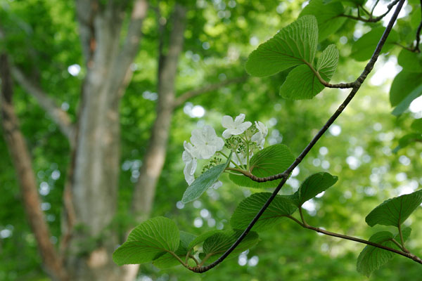 ムシカリ (オオカメノキ)4月5月6月 山地森林 低木樹の白い花フリー写真素材 画像1