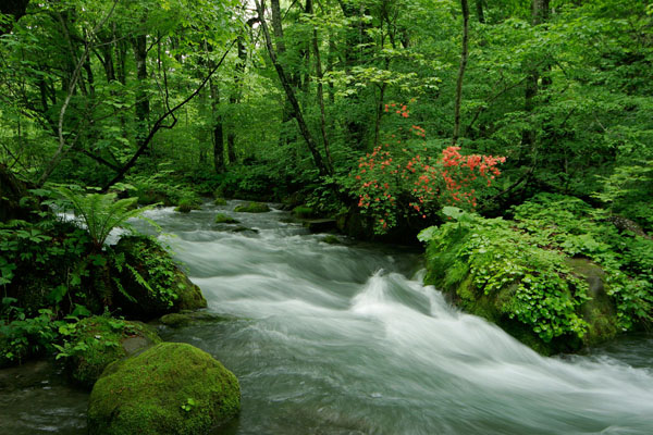 奥入瀬渓流 森の中を流れる渓流 川 画像1 無料写真素材 フリー