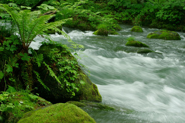 奥入瀬渓流 画像1 清流と水辺の植物 川の流れ 画像1 無料写真素材 フリー