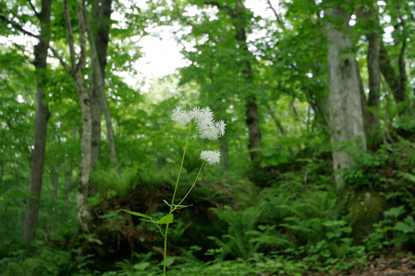 無料写真素材 夏の森に咲く山野草「ミヤマカラマツ」
