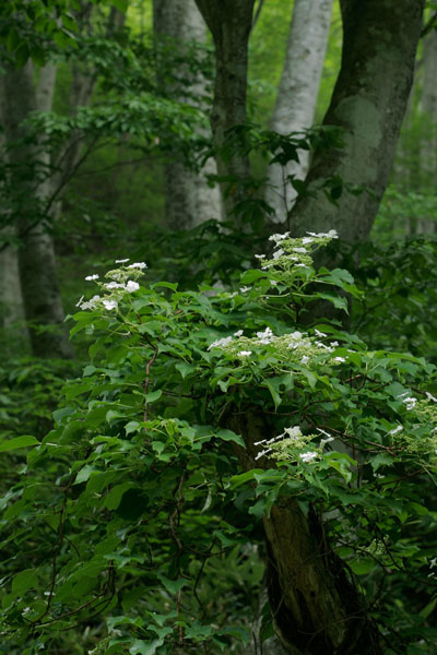 夏の山野草 白い花「ツルアジサイ」フリー写真素材 画像2