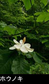 森林に咲く ホウノキの花 画像 写真 フリー素材
