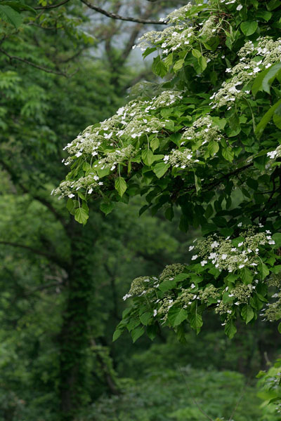 森林の木に咲く花「ツルアジサイ」フリー写真素材　画像9