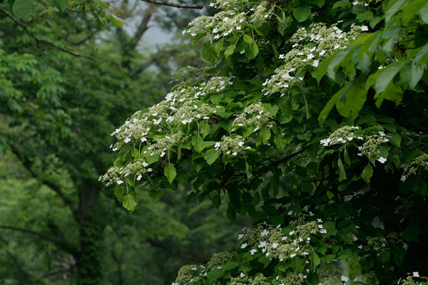 ツルアジサイ 山地 森林 6月7月 つる性木 白い花 花弁4枚 フリー写真素材 画像10