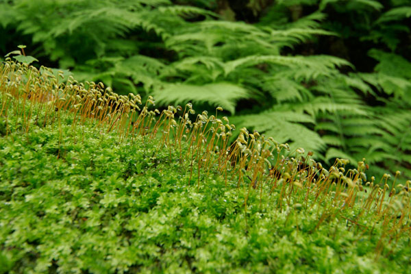 苔と苔の花 林内 画像1 フリー写真素材