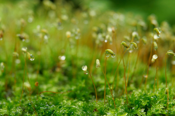苔と苔の花 水滴 クローズアップ 画像2 無料写真素材 フリー