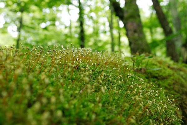 苔と苔の花 倒木 林内 画像3 無料写真素材 フリー