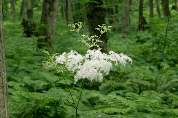 オニシモツケ 山地 6月7月8月 散房花序 白い花多数 綿みたいな山野草 フリー素材 画像