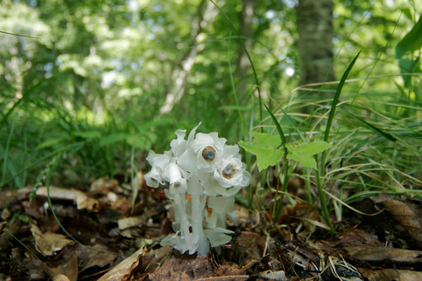 ギンリョウソウ 画像1　白く透明な森林の花　 無料写真素材