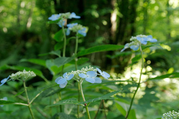 エゾアジサイ 山地森林 低木6月7月8月 青い花 山のアジサイ 無料写真素材 画像1