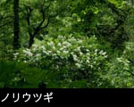 ノリウツギ 7月8月9月森林の木に咲く白い花 無料写真素材