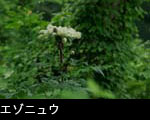 エゾニュウ　秋 大型の山野草 無料写真素材