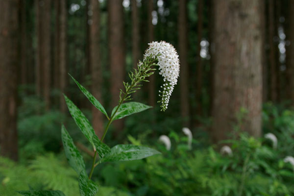 オカトラノ 6月7月 茎の先に総状 白い花が密に多数 山野草 無料写真素材 画像1