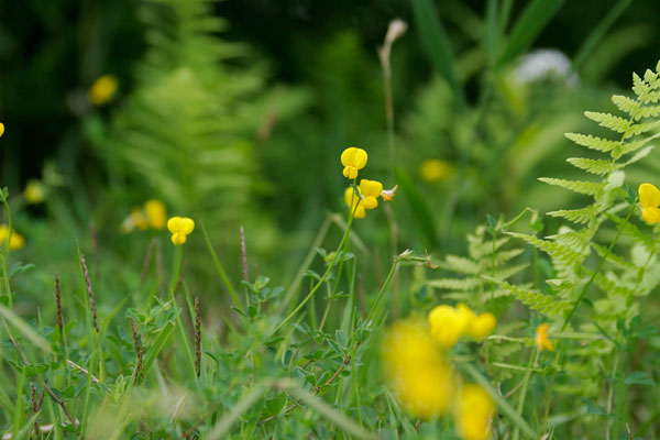 ミヤコグサ 夏の草原で咲く黄色い花　画像　 フリー写真素材