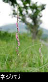 夏の山野草ネジジバナ写真 画像 フリー写真素材