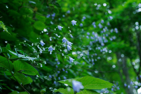 ソバナ　山野草　7月8月9月頃山地に咲く青い花　フリー写真素材　画像1