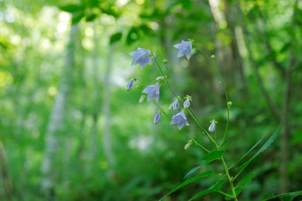 日が差し始めた早朝の森で咲く青い草花「ソバナ」夏秋 無料写真素材 画像3
