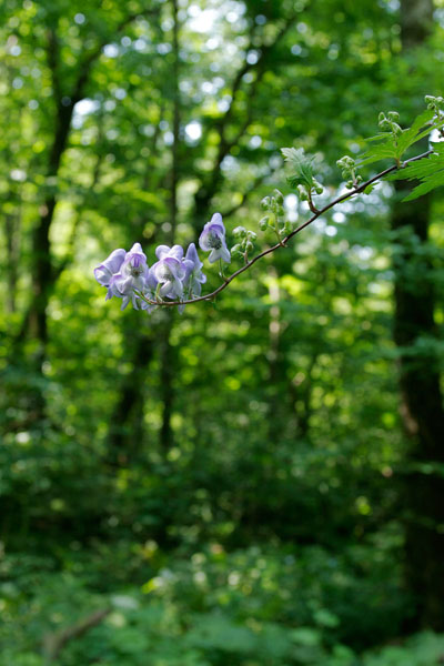 トリカブトの花 山地林内 夏 秋 青紫色の花 無料写真素材フリー 画像1