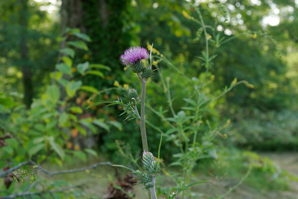 ノハラアザミ 花 山地草原 8月9月10月 赤紫の花 とげ 無料写真素材 画像1