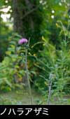 ノハラ アザミの花 写真 画像 フリー素材