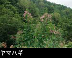 ヤマハギ 花期7月8月9月 山野 森林に咲く 赤い花 無料写真素材
