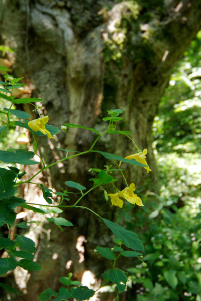 キツリフネ 秋の山に咲く 野草 黄色い花 無料素材 画像3
