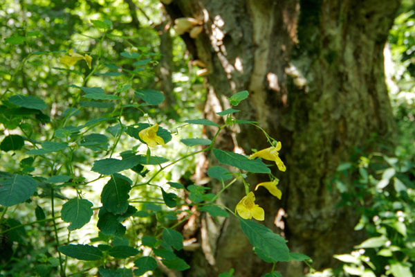 キツリフネ 　大木の根元で咲く黄色い小さな花　 写真 フリー素材　画像4