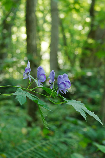 ストックフォト 森林に咲く「トリカブト」の花　画像4