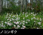 ノコンギクの花、秋の山野草、画像 フリー素材