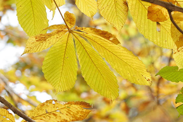 トチの黄葉 鮮やかな黄色に色付いた大きなトチの葉 アップ画像 秋 無料写真素材 