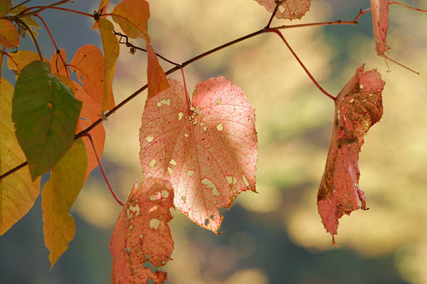 ヤマブドウの紅葉 葉のアップ画像2 秋の風情 無料写真素材